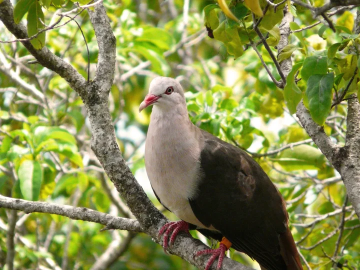 We Brought Pink Pigeon Stickers to NICAR. Here's Why. 